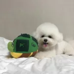Interactive Turtle Nose Work Dog Toy