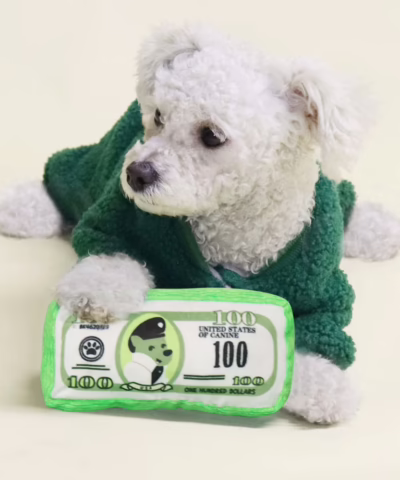 Novelty Money Dog Toy
