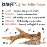 Bugalugs Natural Deer Antler - Image 2